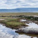 220 FacebookHeader TZA ARU Ngorongoro 2016DEC26 Crater 013  You've got to be careful where your swimming these days ..... if it ain't "snapping logs" (crocodiles) in the rivers, it's the hippo's in the waterholes.    I was fortunate to get this shot on Boxing Day before it got too hot in the crater. — @ Ngorogoro Crater, Arusha, Tanzania. : 2016, 2016 - African Adventures, Africa, Arusha, Crater, Date, December, Eastern, Mandusi Hippo Pool, Month, Ngorongoro, Places, Tanzania, Trips, Year