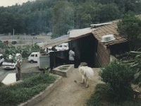 IDN Bali 1990OCT WRLFC WGT 028  This is the kitchen of the restaurant that over looks the volcano. We didn't enquire if the 4 legged friend was on the menu for fear it was. : 1990, 1990 World Grog Tour, Asia, Bali, Date, Indonesia, Month, October, Places, Rugby League, Sports, Wests Rugby League Football Club, Year