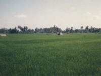 IDN Bali 1990OCT WRLFC WGT 031 : 1990, 1990 World Grog Tour, Asia, Bali, Date, Indonesia, Month, October, Places, Rugby League, Sports, Wests Rugby League Football Club, Year