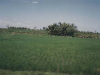 IDN Bali 1990OCT WRLFC WGT 032 : 1990, 1990 World Grog Tour, Asia, Bali, Date, Indonesia, Month, October, Places, Rugby League, Sports, Wests Rugby League Football Club, Year