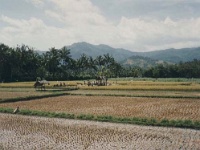IDN Bali 1990OCT WRLFC WGT 057  The rice fields after harvesting. : 1990, 1990 World Grog Tour, Asia, Bali, Date, Indonesia, Month, October, Places, Rugby League, Sports, Wests Rugby League Football Club, Year