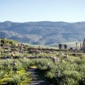 MAR FES Volubilis 2016DEC31 085 : 2016, 2016 - African Adventures, Africa, Date, December, Fès-Meknès, Month, Morocco, Northern, Places, Trips, Volubilis, Year