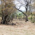 BWA NW Chobe 2016DEC04 NP 006 : 2016, 2016 - African Adventures, Africa, Botswana, Chobe National Park, Date, December, Month, Northwest, Places, Southern, Trips, Year