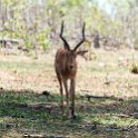 BWA NW Chobe 2016DEC04 NP 013 : 2016, 2016 - African Adventures, Africa, Botswana, Chobe National Park, Date, December, Month, Northwest, Places, Southern, Trips, Year
