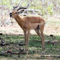 BWA NW Chobe 2016DEC04 NP 014 : 2016, 2016 - African Adventures, Africa, Botswana, Chobe National Park, Date, December, Month, Northwest, Places, Southern, Trips, Year