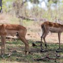 BWA NW Chobe 2016DEC04 NP 016 : 2016, 2016 - African Adventures, Africa, Botswana, Chobe National Park, Date, December, Month, Northwest, Places, Southern, Trips, Year