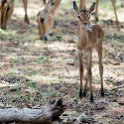 BWA NW Chobe 2016DEC04 NP 017 : 2016, 2016 - African Adventures, Africa, Botswana, Chobe National Park, Date, December, Month, Northwest, Places, Southern, Trips, Year