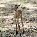BWA NW Chobe 2016DEC04 NP 019 : 2016, 2016 - African Adventures, Africa, Botswana, Chobe National Park, Date, December, Month, Northwest, Places, Southern, Trips, Year