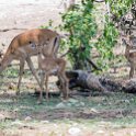 BWA NW Chobe 2016DEC04 NP 022 : 2016, 2016 - African Adventures, Africa, Botswana, Chobe National Park, Date, December, Month, Northwest, Places, Southern, Trips, Year