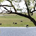BWA NW Chobe 2016DEC04 NP 025 : 2016, 2016 - African Adventures, Africa, Botswana, Chobe National Park, Date, December, Month, Northwest, Places, Southern, Trips, Year