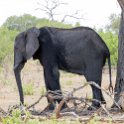 BWA NW Chobe 2016DEC04 NP 039 : 2016, 2016 - African Adventures, Africa, Botswana, Chobe National Park, Date, December, Month, Northwest, Places, Southern, Trips, Year