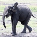BWA NW Chobe 2016DEC04 NP 047 : 2016, 2016 - African Adventures, Africa, Botswana, Chobe National Park, Date, December, Month, Northwest, Places, Southern, Trips, Year
