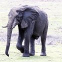 BWA NW Chobe 2016DEC04 NP 050 : 2016, 2016 - African Adventures, Africa, Botswana, Chobe National Park, Date, December, Month, Northwest, Places, Southern, Trips, Year
