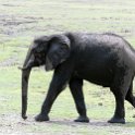 BWA NW Chobe 2016DEC04 NP 051 : 2016, 2016 - African Adventures, Africa, Botswana, Chobe National Park, Date, December, Month, Northwest, Places, Southern, Trips, Year