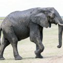 BWA NW Chobe 2016DEC04 NP 056 : 2016, 2016 - African Adventures, Africa, Botswana, Chobe National Park, Date, December, Month, Northwest, Places, Southern, Trips, Year