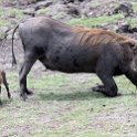 BWA NW Chobe 2016DEC04 NP 061 : 2016, 2016 - African Adventures, Africa, Botswana, Chobe National Park, Date, December, Month, Northwest, Places, Southern, Trips, Year
