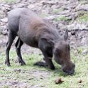 BWA NW Chobe 2016DEC04 NP 062 : 2016, 2016 - African Adventures, Africa, Botswana, Chobe National Park, Date, December, Month, Northwest, Places, Southern, Trips, Year