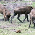 BWA NW Chobe 2016DEC04 NP 063 : 2016, 2016 - African Adventures, Africa, Botswana, Chobe National Park, Date, December, Month, Northwest, Places, Southern, Trips, Year