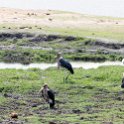 BWA NW Chobe 2016DEC04 NP 064 : 2016, 2016 - African Adventures, Africa, Botswana, Chobe National Park, Date, December, Month, Northwest, Places, Southern, Trips, Year