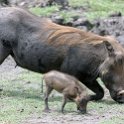 BWA NW Chobe 2016DEC04 NP 065 : 2016, 2016 - African Adventures, Africa, Botswana, Chobe National Park, Date, December, Month, Northwest, Places, Southern, Trips, Year