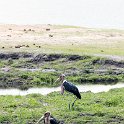 BWA NW Chobe 2016DEC04 NP 066 : 2016, 2016 - African Adventures, Africa, Botswana, Chobe National Park, Date, December, Month, Northwest, Places, Southern, Trips, Year