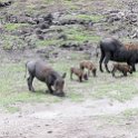 BWA NW Chobe 2016DEC04 NP 067 : 2016, 2016 - African Adventures, Africa, Botswana, Chobe National Park, Date, December, Month, Northwest, Places, Southern, Trips, Year