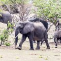 BWA NW Chobe 2016DEC04 NP 076 : 2016, 2016 - African Adventures, Africa, Botswana, Chobe National Park, Date, December, Month, Northwest, Places, Southern, Trips, Year