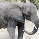 BWA NW Chobe 2016DEC04 NP 081 : 2016, 2016 - African Adventures, Africa, Botswana, Chobe National Park, Date, December, Month, Northwest, Places, Southern, Trips, Year