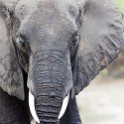 BWA NW Chobe 2016DEC04 NP 084 : 2016, 2016 - African Adventures, Africa, Botswana, Chobe National Park, Date, December, Month, Northwest, Places, Southern, Trips, Year