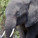 BWA NW Chobe 2016DEC04 NP 085 : 2016, 2016 - African Adventures, Africa, Botswana, Chobe National Park, Date, December, Month, Northwest, Places, Southern, Trips, Year