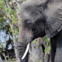 BWA NW Chobe 2016DEC04 NP 094 : 2016, 2016 - African Adventures, Africa, Botswana, Chobe National Park, Date, December, Month, Northwest, Places, Southern, Trips, Year