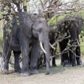 BWA NW Chobe 2016DEC04 NP 096 : 2016, 2016 - African Adventures, Africa, Botswana, Chobe National Park, Date, December, Month, Northwest, Places, Southern, Trips, Year