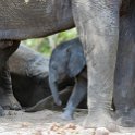 BWA NW Chobe 2016DEC04 NP 100 : 2016, 2016 - African Adventures, Africa, Botswana, Chobe National Park, Date, December, Month, Northwest, Places, Southern, Trips, Year