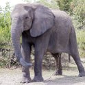 BWA NW Chobe 2016DEC04 NP 108 : 2016, 2016 - African Adventures, Africa, Botswana, Chobe National Park, Date, December, Month, Northwest, Places, Southern, Trips, Year