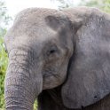 BWA NW Chobe 2016DEC04 NP 109 : 2016, 2016 - African Adventures, Africa, Botswana, Chobe National Park, Date, December, Month, Northwest, Places, Southern, Trips, Year