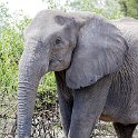 BWA NW Chobe 2016DEC04 NP 111 : 2016, 2016 - African Adventures, Africa, Botswana, Chobe National Park, Date, December, Month, Northwest, Places, Southern, Trips, Year