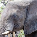BWA NW Chobe 2016DEC04 NP 113 : 2016, 2016 - African Adventures, Africa, Botswana, Chobe National Park, Date, December, Month, Northwest, Places, Southern, Trips, Year