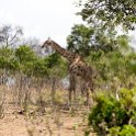 BWA NW Chobe 2016DEC04 NP 119 : 2016, 2016 - African Adventures, Africa, Botswana, Chobe National Park, Date, December, Month, Northwest, Places, Southern, Trips, Year