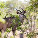 BWA NW Chobe 2016DEC04 NP 122 : 2016, 2016 - African Adventures, Africa, Botswana, Chobe National Park, Date, December, Month, Northwest, Places, Southern, Trips, Year