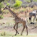 BWA NW Chobe 2016DEC04 NP 124 : 2016, 2016 - African Adventures, Africa, Botswana, Chobe National Park, Date, December, Month, Northwest, Places, Southern, Trips, Year