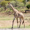 BWA NW Chobe 2016DEC04 NP 126 : 2016, 2016 - African Adventures, Africa, Botswana, Chobe National Park, Date, December, Month, Northwest, Places, Southern, Trips, Year