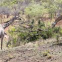 BWA NW Chobe 2016DEC04 NP 127 : 2016, 2016 - African Adventures, Africa, Botswana, Chobe National Park, Date, December, Month, Northwest, Places, Southern, Trips, Year