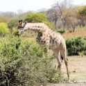 BWA NW Chobe 2016DEC04 NP 128 : 2016, 2016 - African Adventures, Africa, Botswana, Chobe National Park, Date, December, Month, Northwest, Places, Southern, Trips, Year