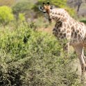 BWA NW Chobe 2016DEC04 NP 130 : 2016, 2016 - African Adventures, Africa, Botswana, Chobe National Park, Date, December, Month, Northwest, Places, Southern, Trips, Year