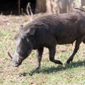 BWA NW Chobe 2016DEC04 NP 136 : 2016, 2016 - African Adventures, Africa, Botswana, Chobe National Park, Date, December, Month, Northwest, Places, Southern, Trips, Year