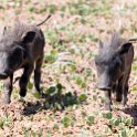 BWA NW Chobe 2016DEC04 NP 137 : 2016, 2016 - African Adventures, Africa, Botswana, Chobe National Park, Date, December, Month, Northwest, Places, Southern, Trips, Year