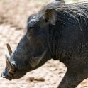 BWA NW Chobe 2016DEC04 NP 138 : 2016, 2016 - African Adventures, Africa, Botswana, Chobe National Park, Date, December, Month, Northwest, Places, Southern, Trips, Year