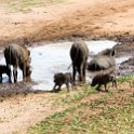 BWA NW Chobe 2016DEC04 NP 140 : 2016, 2016 - African Adventures, Africa, Botswana, Chobe National Park, Date, December, Month, Northwest, Places, Southern, Trips, Year