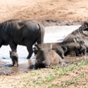BWA NW Chobe 2016DEC04 NP 142 : 2016, 2016 - African Adventures, Africa, Botswana, Chobe National Park, Date, December, Month, Northwest, Places, Southern, Trips, Year