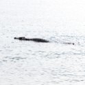 BWA NW Chobe 2016DEC04 River 040 : 2016, 2016 - African Adventures, Africa, Botswana, Chobe River, Date, December, Month, Northwest, Places, Southern, Trips, Year